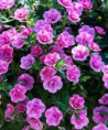 Aloha Double Pink Star