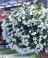 Begónie Crackling Fire White